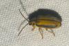 Xanthogaleruca luteola